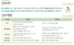 지리산 산삼 83뿌리나 발견돼…심마니 아닌 일반인 심봤다!