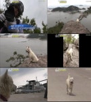 동물농장 선유도 안내견 곰돌이 세심 배려에 관광객 만족도 100%