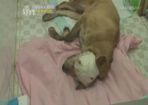 끔찍했던 황구 학대 사건에 시청자·연예인 분노