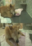 동물농장 황구학대사건 뒷이야기 공개…용의자 잡혔으나 물증 없어