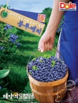 돌 코리아, ‘블루베리 농장’으로 여름휴가 가자
