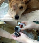 동물학대 징역형 내년부터 시행, 반려동물 복지에 황구 찐자 힘썼다