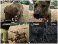 동물농장 야생 본성을 드러내는 늑대 5남매, 어미와의 첫만남은?