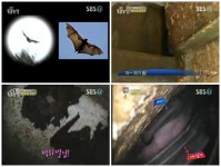 동물농장 밤마다 성지를 뒤덮는 검은 무리는 희귀종 졸망박쥐