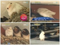 동물농장 하얀제비 백비, 탄생확률 0.1%의 첫 비행