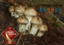 소나무의 정기가 서린 자연산 봉화거산송이