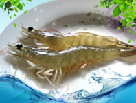 오동석양식장 | 대하의 계절, 가을! 맛있는 친환경새우농장의 오동통한 새우