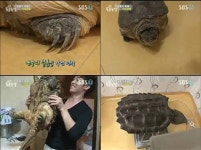 ‘동물농장’ 공룡의 후예? 무시무시한 악어 거북의 실체