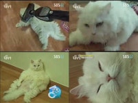 ‘동물농장’ 청소기 안마 받는 거대고양이 ‘양군’