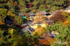 가을의 절정 11월, 마지막 낙엽은 강화도에서