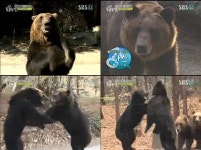 ‘동물농장’ 2011 곰 사파리 잔혹사, 진정한 제왕은 누구?
