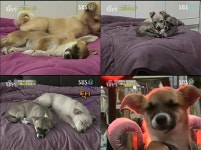 ‘동물농장’ 자면서 달리는 잠꼬대 견 ‘두모’