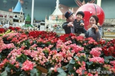 한 겨울에 오십만 송이의 꽃이 만개했다?