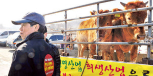 산지 소값 폭락에도 식당 가격은 그대로