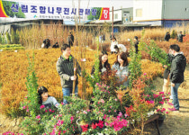 [산불 안전지대 만들자] "묘목 사고 植樹도 배우고…나무시장 오세요"
