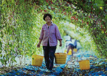 [2012 대한민국 대표브랜드 대상] 문경오미자 레디엠, 제2의 인삼으로 부상