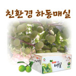 [2012 대한민국 대표브랜드 대상] 하동매실, 지리산 청학동 자락에서 키운 친환경 매실