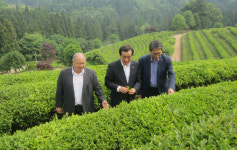 이마트, 커피에 밀린 보성 녹차 살리기 나선다