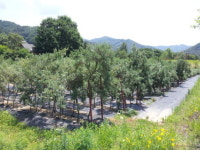 [분양정보] 비타민나무 농장주모집, 15필지 최종마감! ‘비타민나무 직영농원’