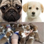 강아지 떼 습격, 깜찍한 애견들의 과한 애교? ‘주인님아! 간식 줘~’