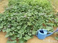 [시티파머 라이프⑮] 주렁주렁 탐스러운 고구마를 만나고 싶다면