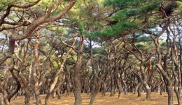 [Travel] 깨어나라, 문무왕의 혼이여…퍼져라, 천년왕국의 숨결이여
