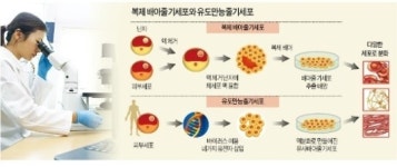美, 인간 배아줄기세포 복제 첫 성공…치매 등 난치병 맞춤형 치료에 청신호
