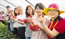 하나생명, 딸기 농장 체험