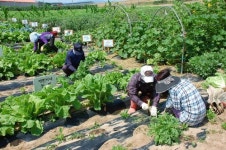 원하는 작물 대신 가꿔주고 체험도 가능한 가상농장