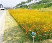 한강변 따라 36㎞ 꽃길·꽃밭 '활짝'