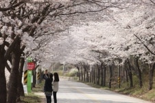 [포토] 벚꽃의 향연, 전북 진안고원 데미샘 벚꽃 만개