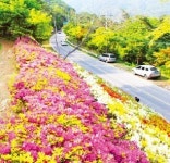 봄에 걷기 좋은 길