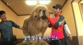 사자개 장오, 늑대도 이긴다는 세계 최고의 맹견 中 보호 동물