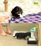 정경호, 유기동물 봉사활동에…애완견 호영 관심 집중