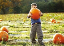 현대차·CJ E&M·하나금융·에스엘…배당 늘릴 가능성 높은 종목 주목