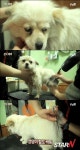 삼시세끼 밍키, 미용 후 강아지 시절 꽃미모 되찾아 ‘깔끔+깜찍’