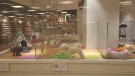 이름뿐인 충무로 애견거리 쇠락의 길로 … 대형숍에선 프렌치 불독 비숑 프리제 인기 상한가