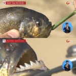 피라니아 저수지 화제에 환경부 “피라니아, 위해우려종 지정 검토 中”