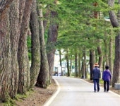 오동통한 송이 캐러 가볼까…남대천 거슬러 오르는 연어는 어때?