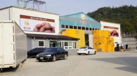 2015년 햇 영암 황토고구마 출하 시작