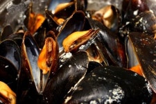 홍합과 진주담치의 차이점, 홍합이 더 육질 크고 담백한 맛..구별법은?