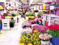 졸업식서 사라진 장미…양재 꽃시장 매출 반토막