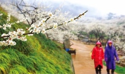 매화마을·동백섬·자작나무 숲 … 설레는 봄을 걷자