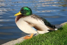 청둥오리 키우기에 앞서 특징은? ‘우리나라 서식하는 오리류 중 가장..’