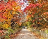 [여행의 향기] 단풍터널 지나 도성 한바퀴…가을의 끝자락, 두 발로 즐기는 서울