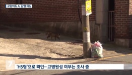 포천에서 고양이 AI 감염의심 사례 발견, 포유류에서 3년만에 처음