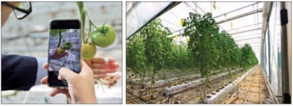 토마토 사진 전송하면…AI가 물 더 주세요 조언