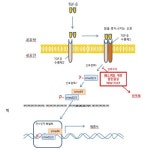 테라젠이텍스 메드팩토 항암제, 10월 효능 확인 기대