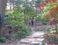 [여행의 향기] 큰 숨 들이켜 솔내음 한가득…숲길 거닐며 초록빛 쉼표를 찍다