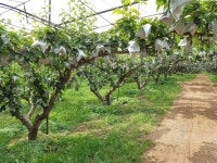 [한경·네이버 FARM] 매년 막걸리 22톤 빚어 배나무에 주는 압구정 출신 칠순 농부